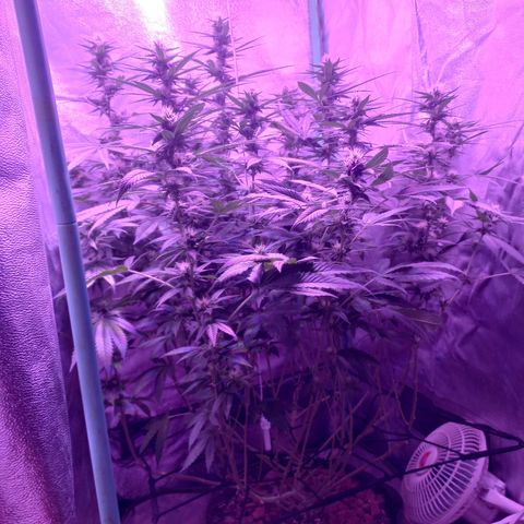 Shogun growlog timeline photo