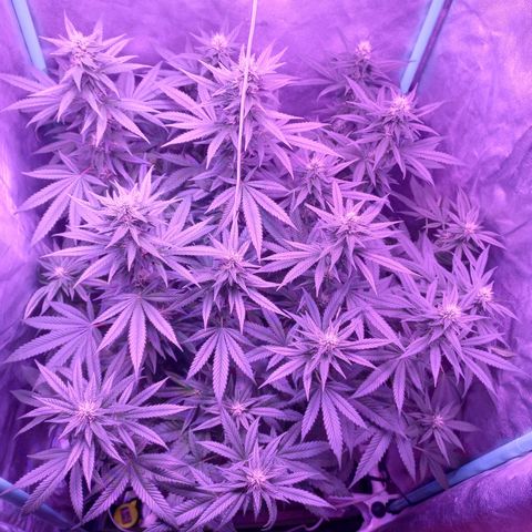 Shogun growlog timeline photo
