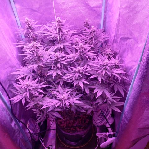 Shogun growlog timeline photo
