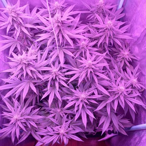 Shogun growlog timeline photo