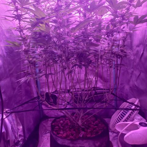 Shogun growlog timeline photo