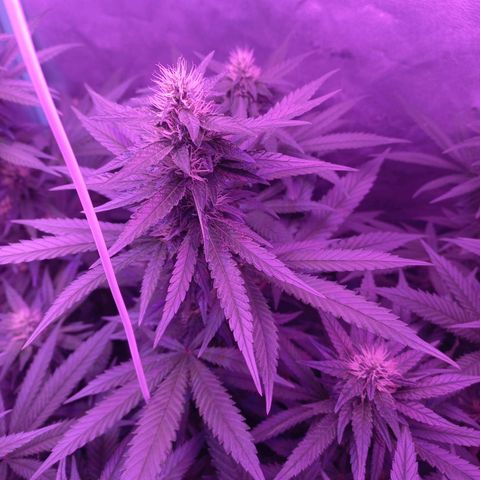 Shogun growlog timeline photo