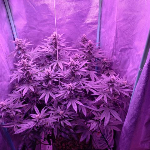 Shogun growlog timeline photo