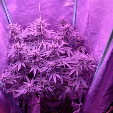 Shogun growlog timeline photo