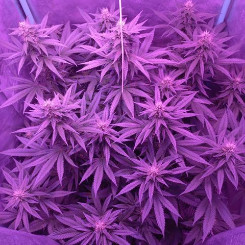 Shogun growlog timeline photo