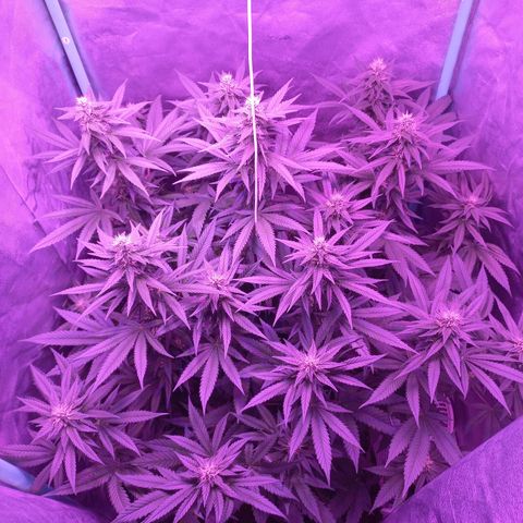 Shogun growlog timeline photo