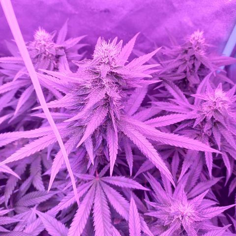 Shogun growlog timeline photo