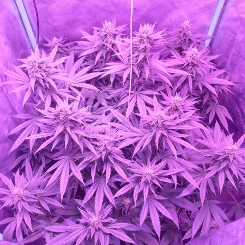 Shogun growlog timeline photo