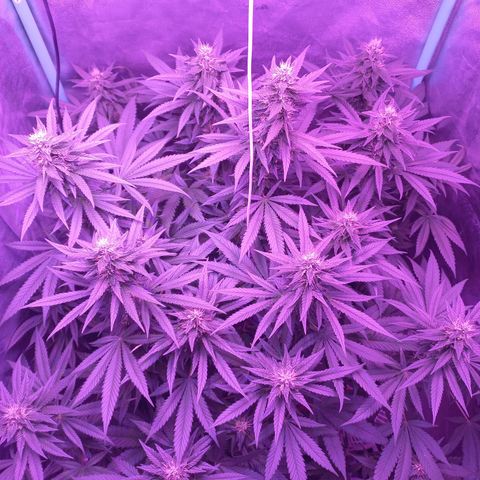 Shogun growlog timeline photo