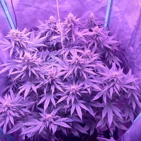 Shogun growlog timeline photo