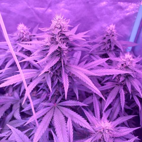 Shogun growlog timeline photo