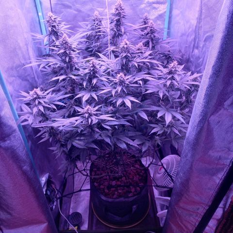 Shogun growlog timeline photo