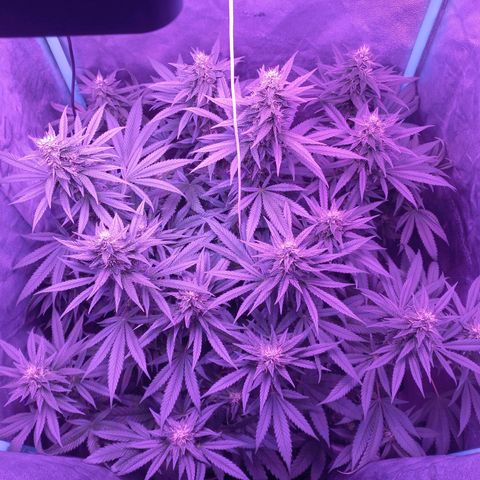 Shogun growlog timeline photo