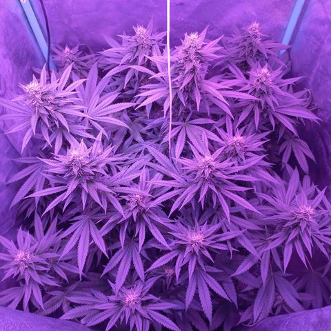 Shogun growlog timeline photo
