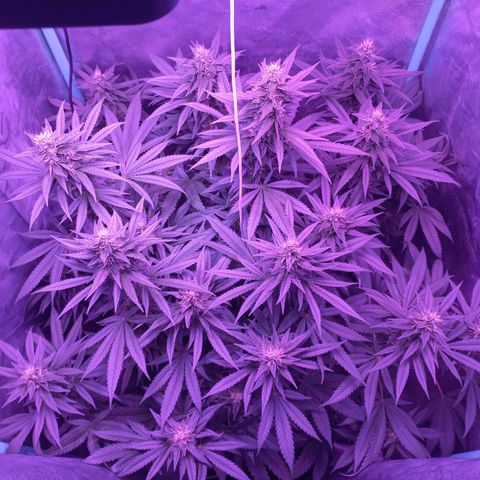 Shogun growlog timeline photo