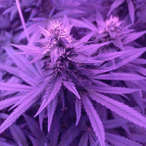 Shogun growlog timeline photo