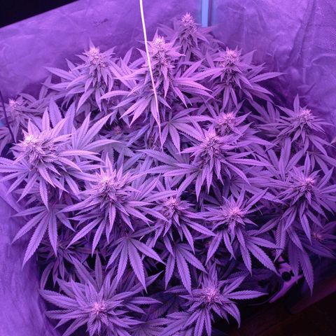 Shogun growlog timeline photo