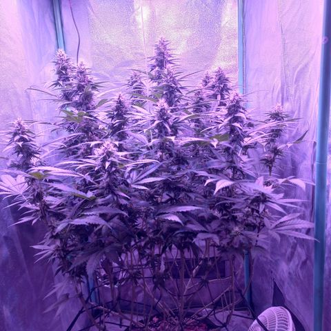 Shogun growlog timeline photo