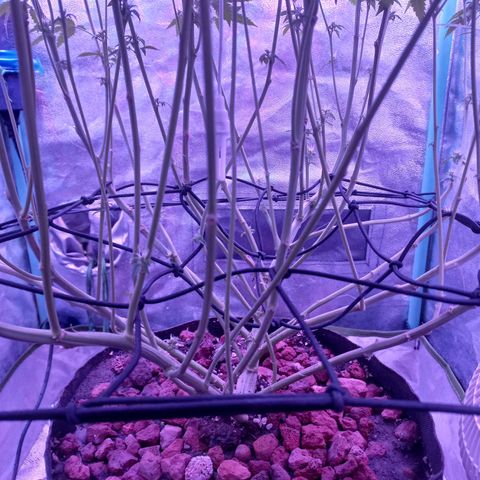 Shogun growlog timeline photo