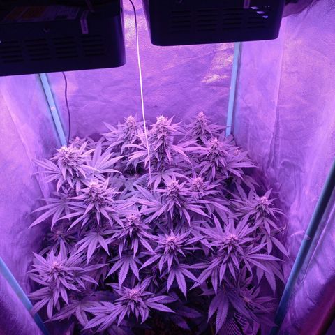 Shogun growlog timeline photo
