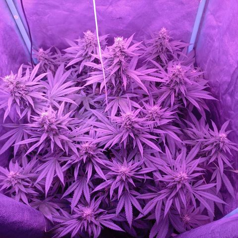 Shogun growlog timeline photo