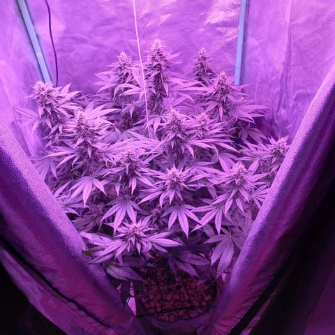 Shogun growlog timeline photo