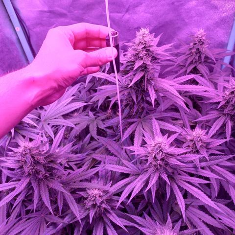 Shogun growlog timeline photo