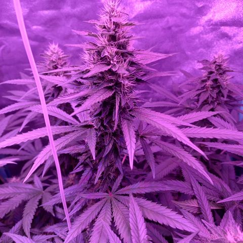 Shogun growlog timeline photo