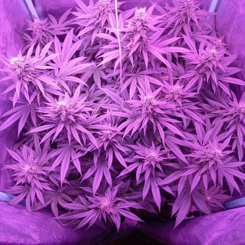 Shogun growlog timeline photo