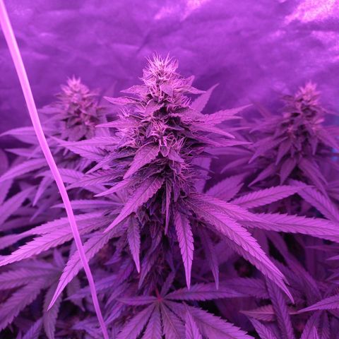 Shogun growlog timeline photo
