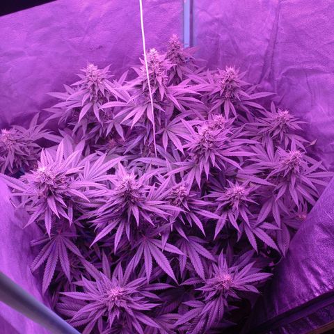 Shogun growlog timeline photo