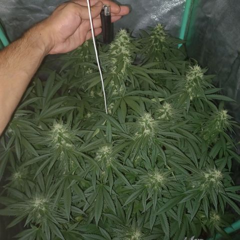 Shogun growlog timeline photo