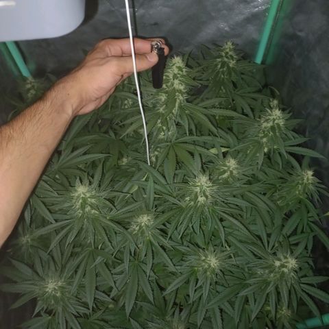 Shogun growlog timeline photo