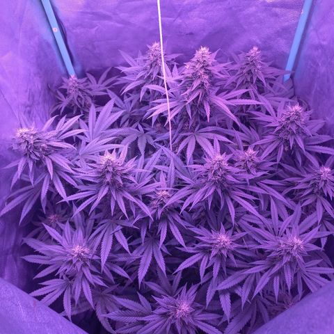 Shogun growlog timeline photo