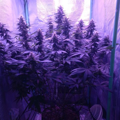 Shogun growlog timeline photo
