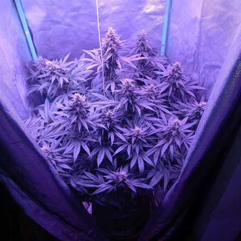 Shogun growlog timeline photo