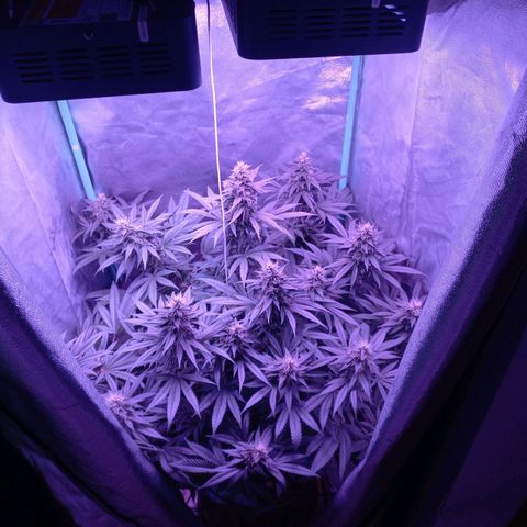 Shogun growlog timeline photo