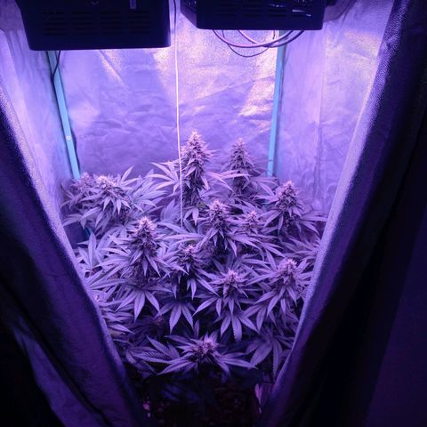 Shogun growlog timeline photo