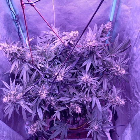 Shogun growlog timeline photo