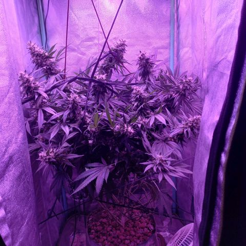 Shogun growlog timeline photo