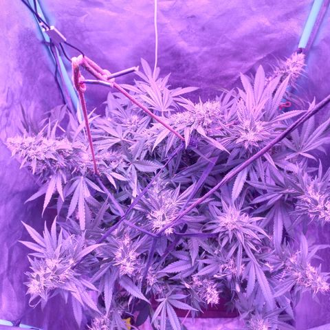 Shogun growlog timeline photo