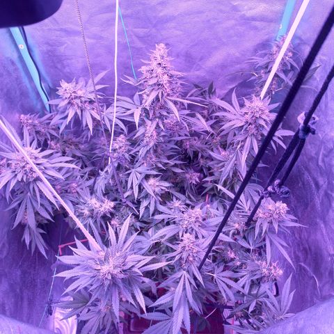 Shogun growlog timeline photo