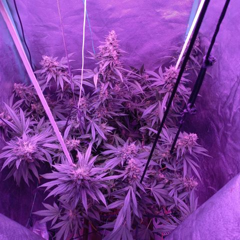 Shogun growlog timeline photo
