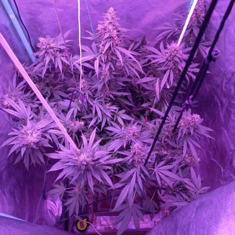 Shogun growlog timeline photo