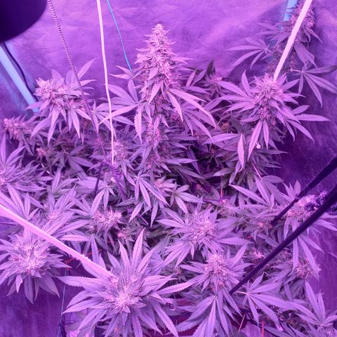 Shogun growlog timeline photo
