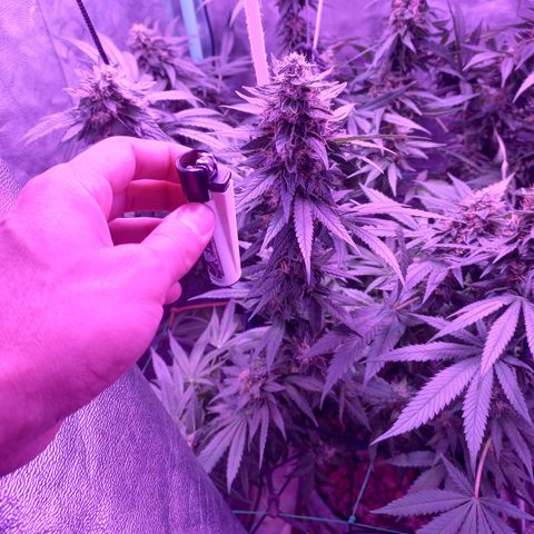 Shogun growlog timeline photo