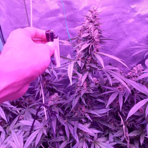 Shogun growlog timeline photo