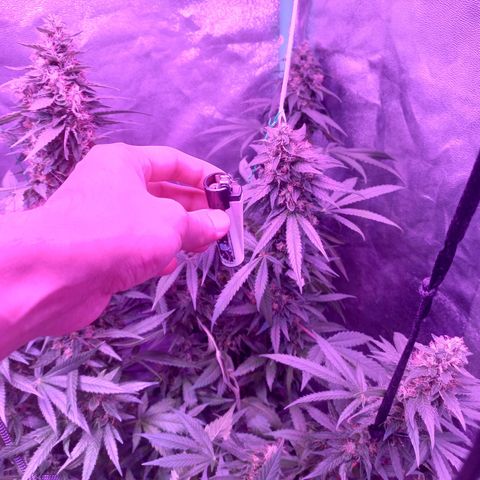 Shogun growlog timeline photo