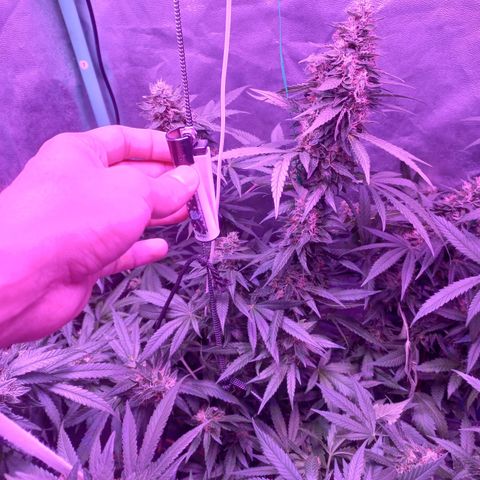 Shogun growlog timeline photo