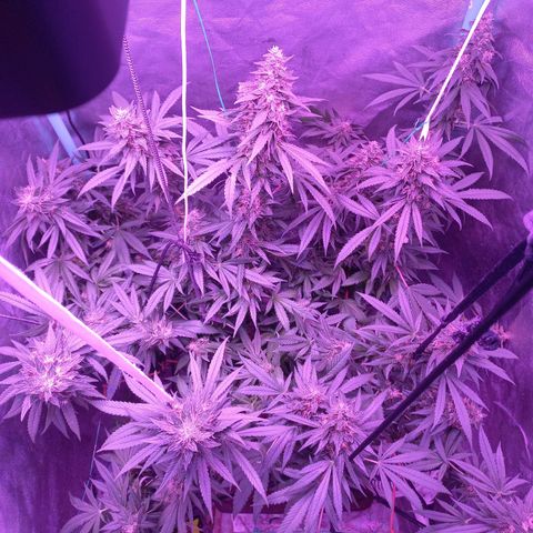 Shogun growlog timeline photo